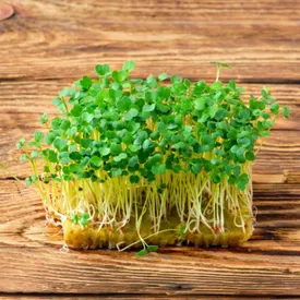 Микрозелень рукколы XXL